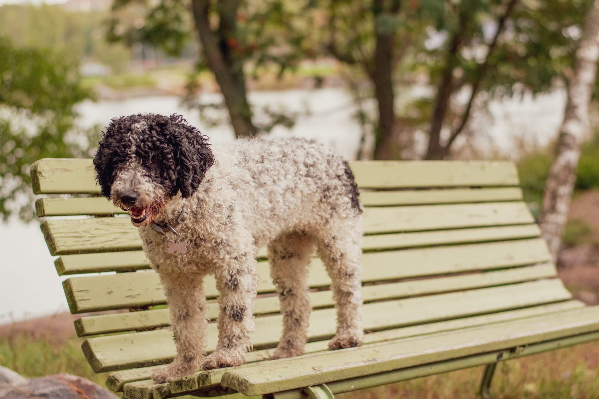 Portugisisk vannhund bilde
