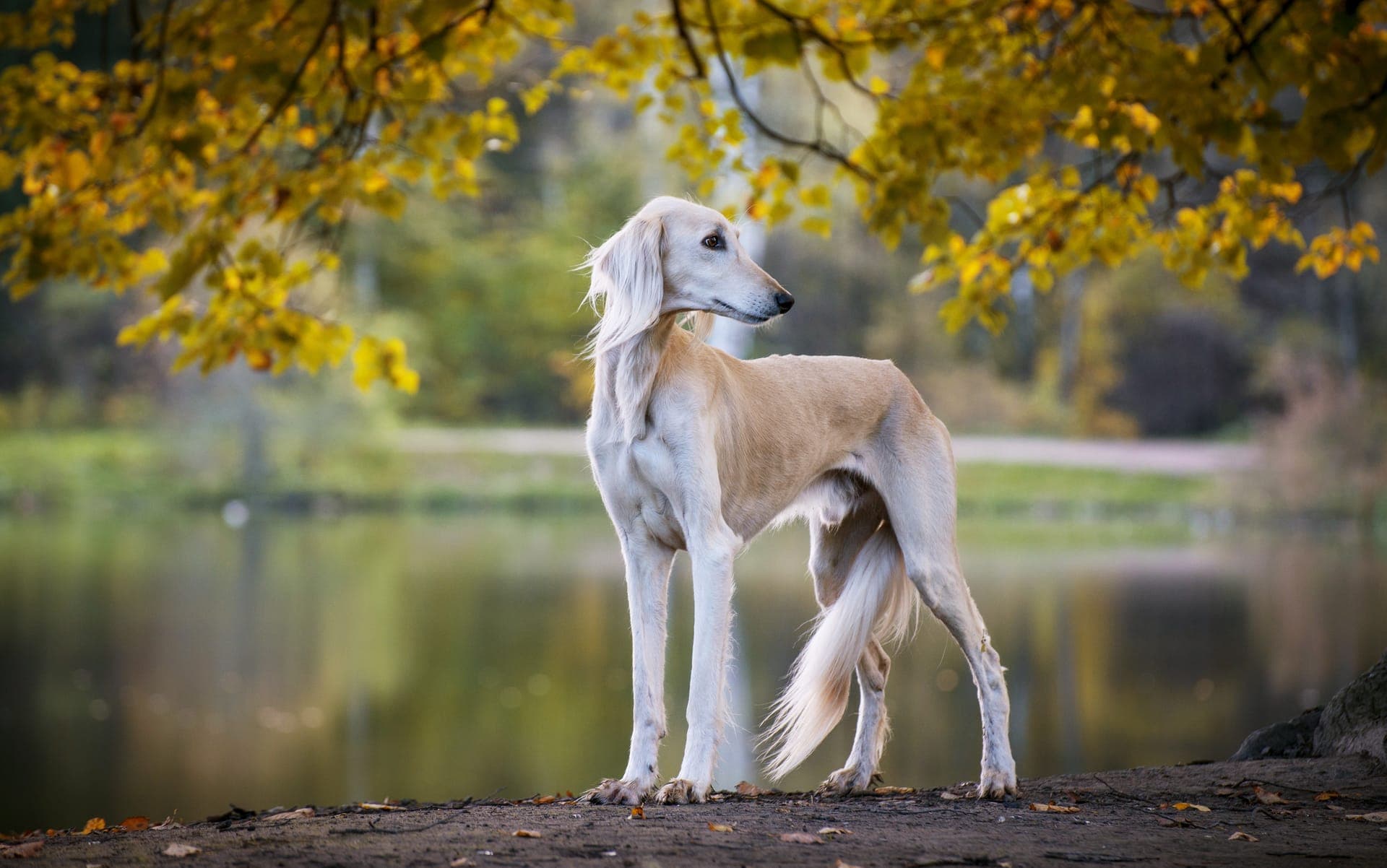 Saluki bilde