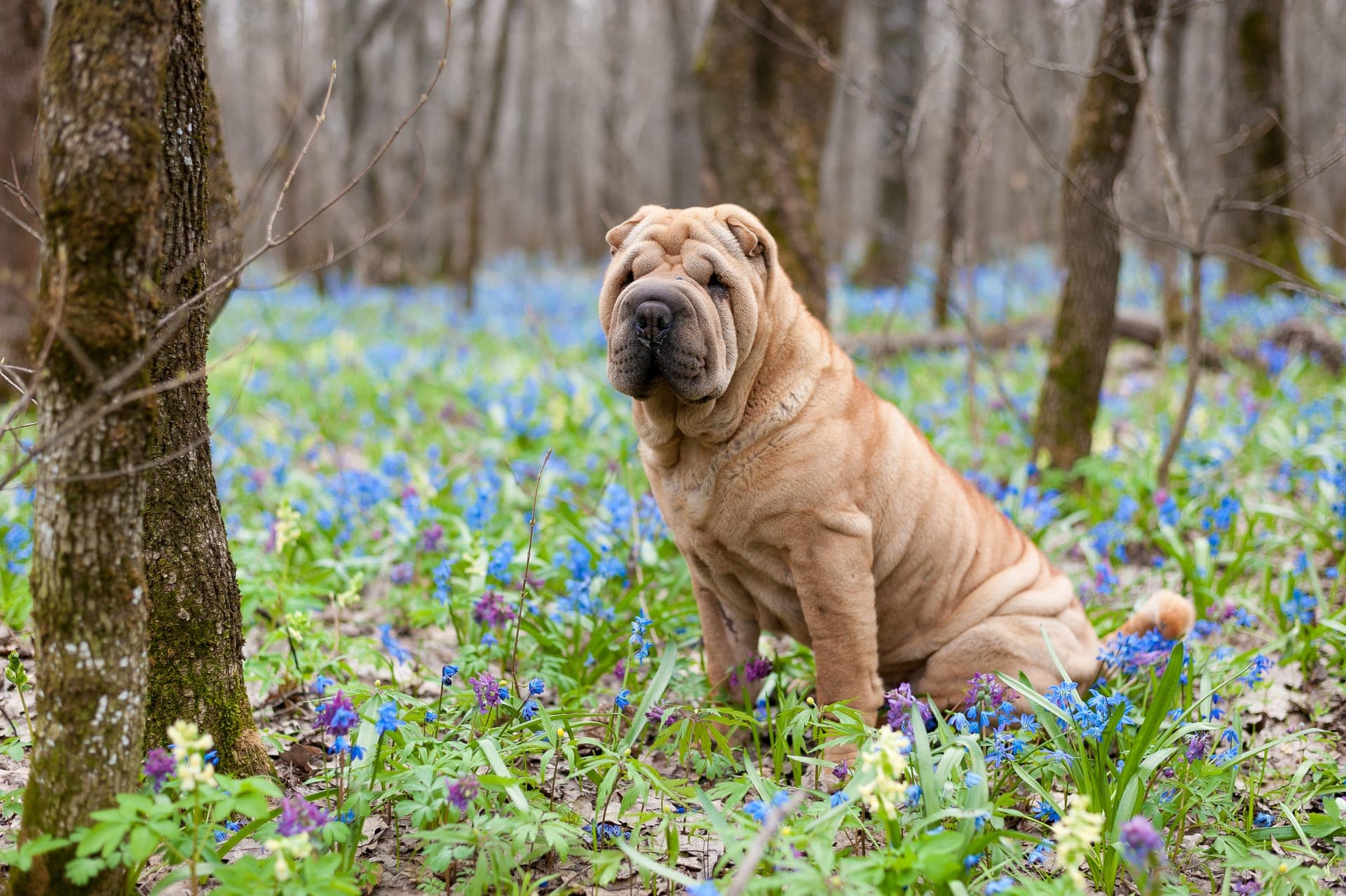 Shar pei bilde