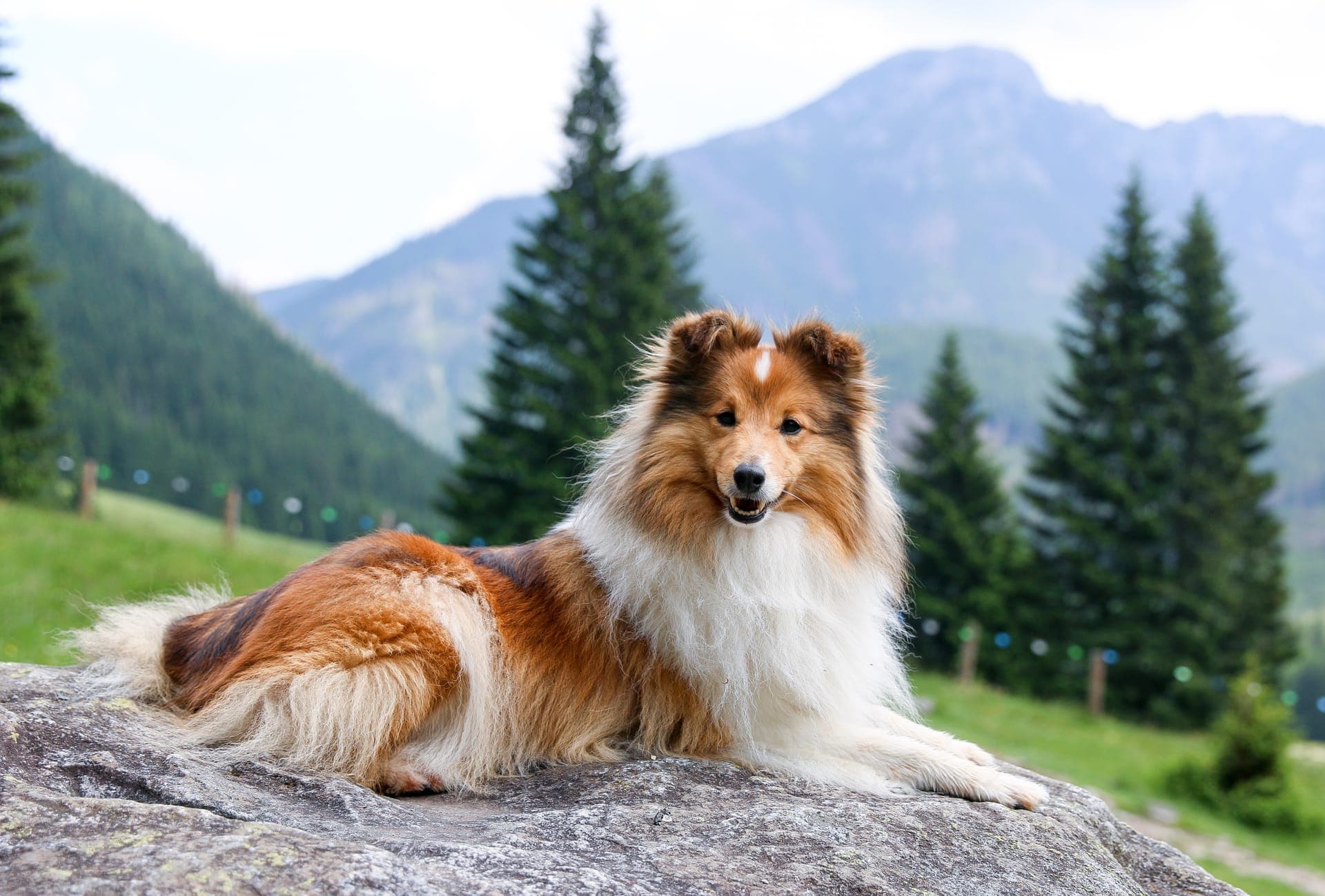 Shetland sheepdog bilde