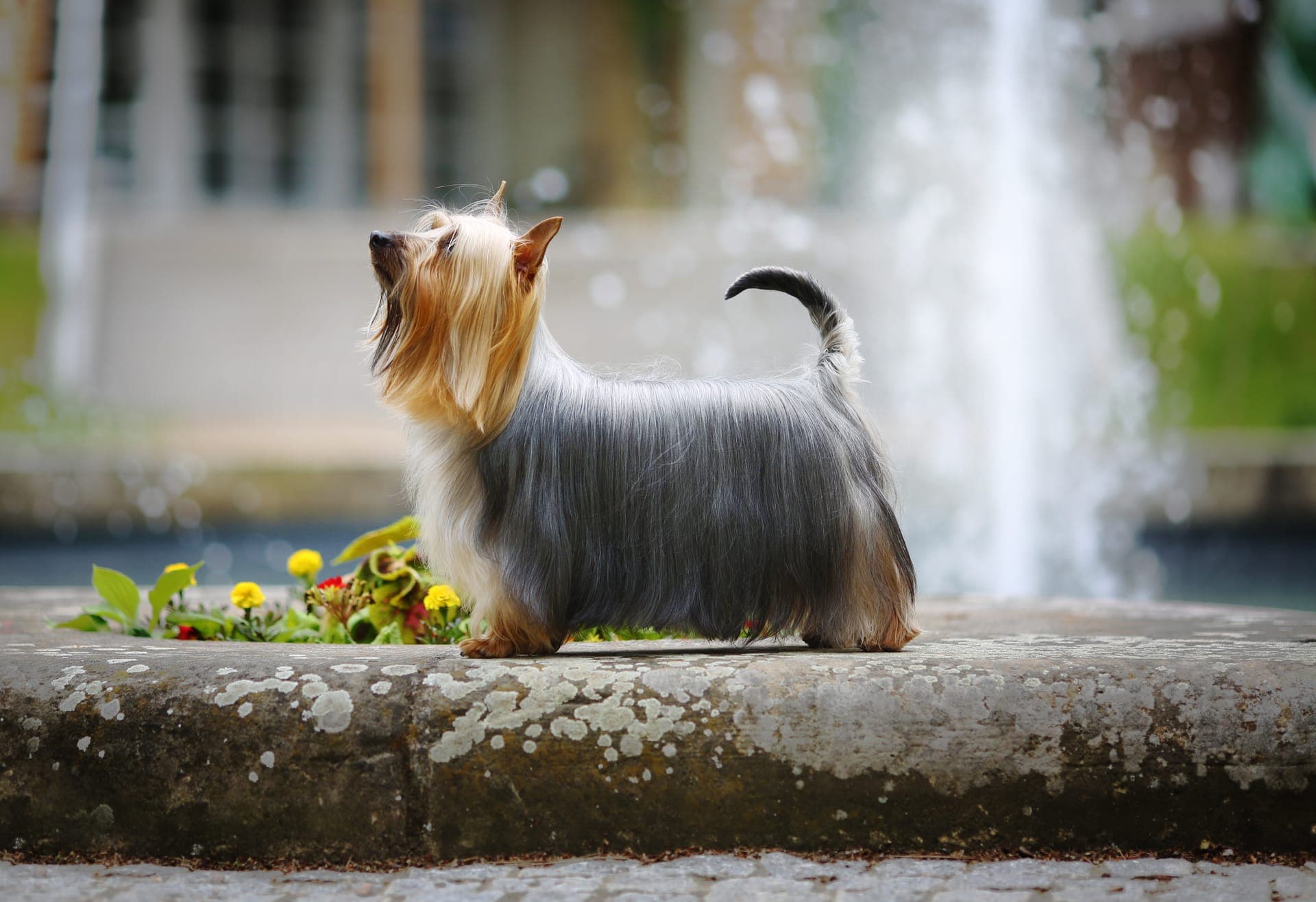 Silky terrier bilde