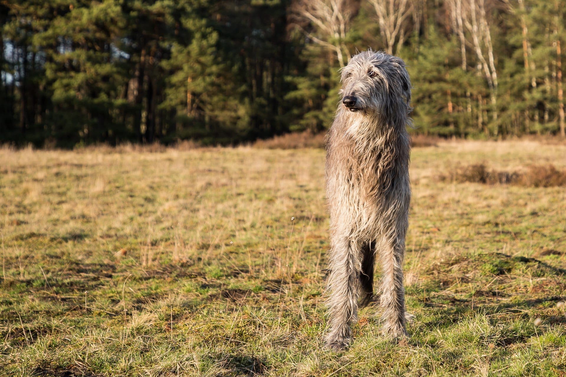 Skotsk hjortehund bilde