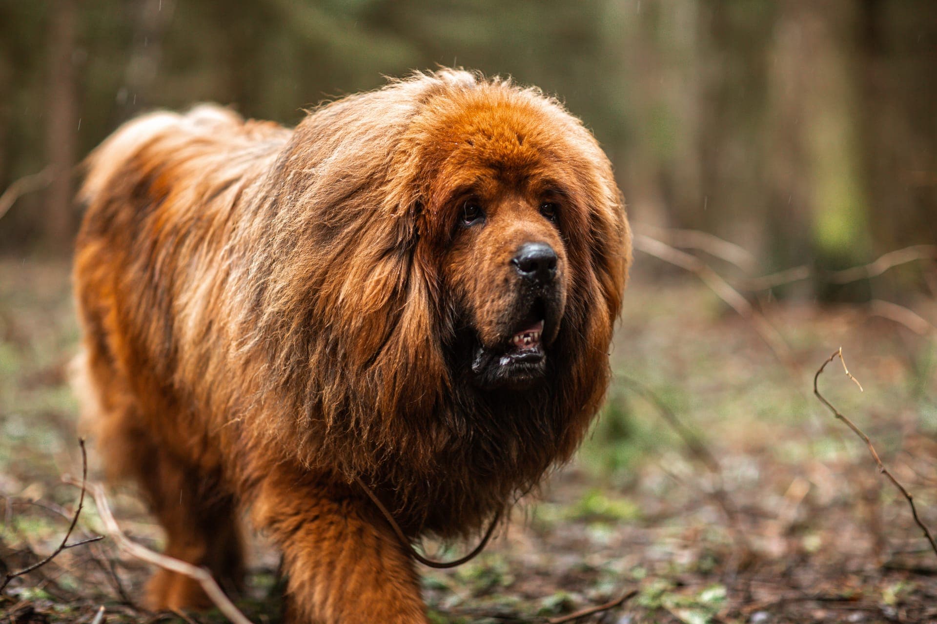 Tibetansk mastiff bilde