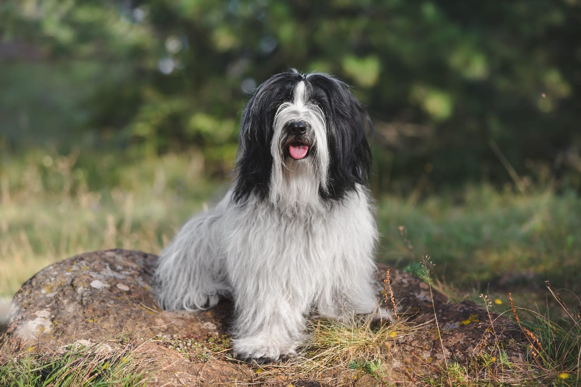 Tibetansk terrier bilde