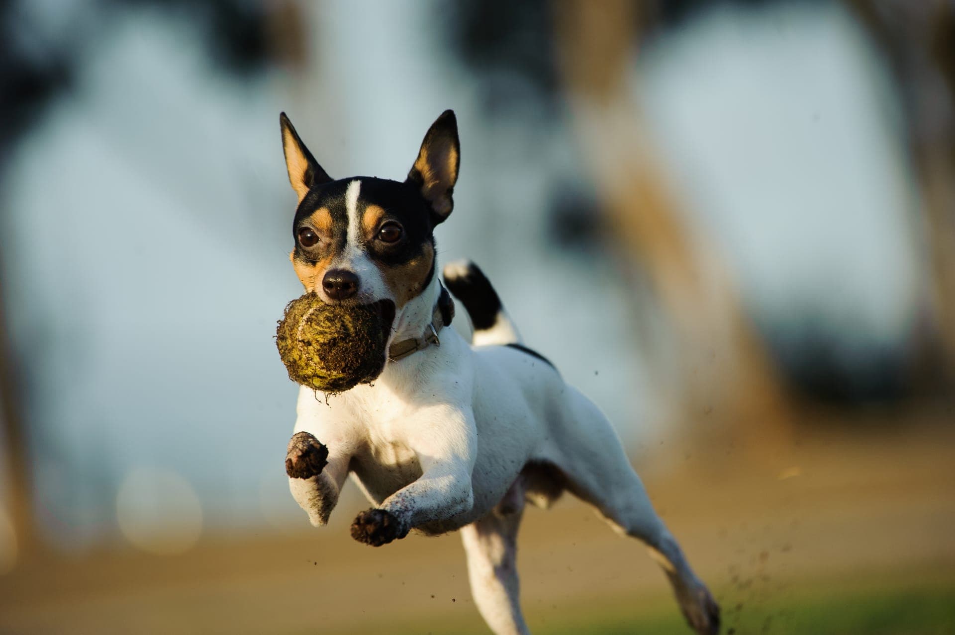Toy Fox Terrier bilde