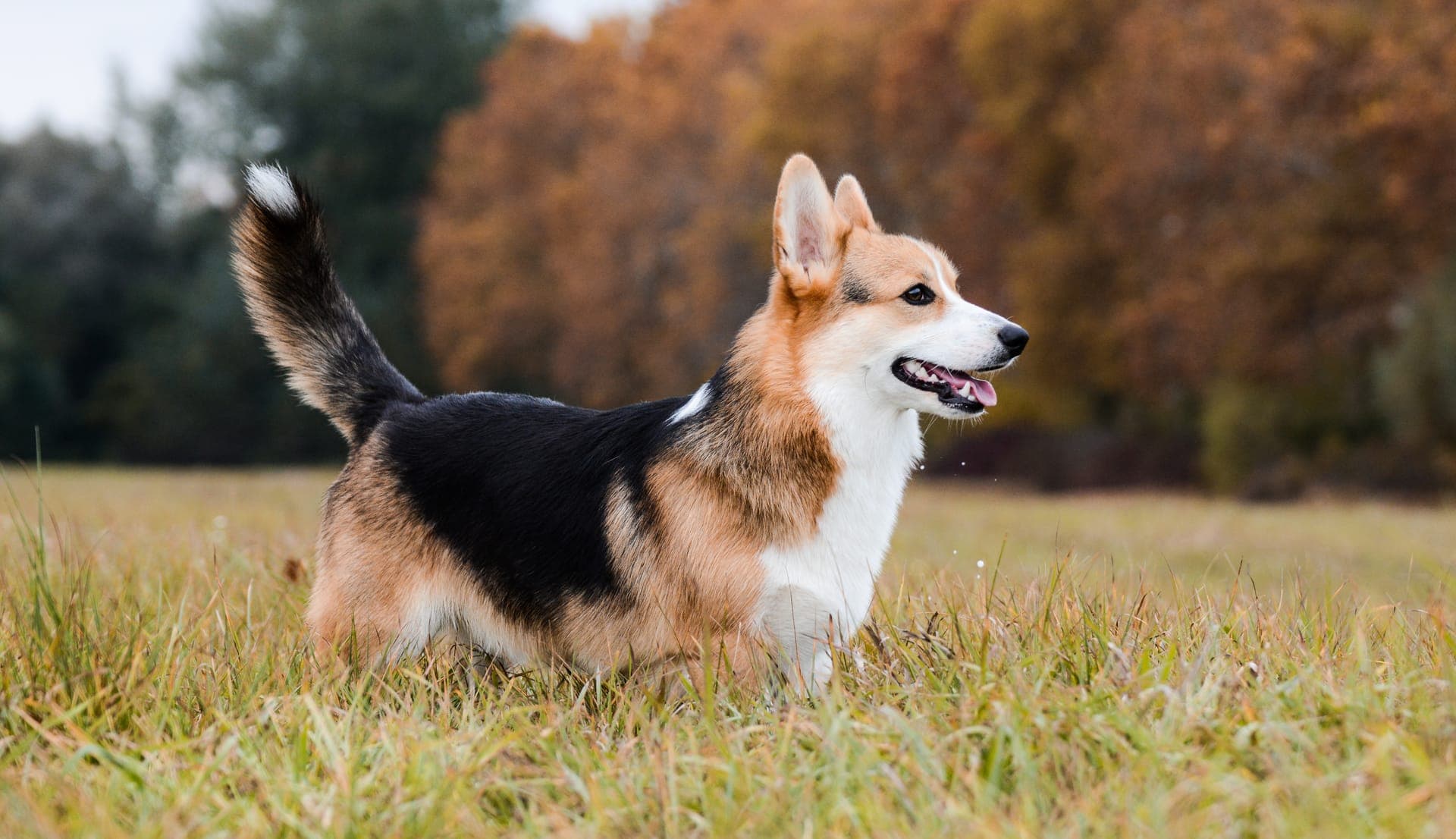 Welsh corgi pembroke bilde