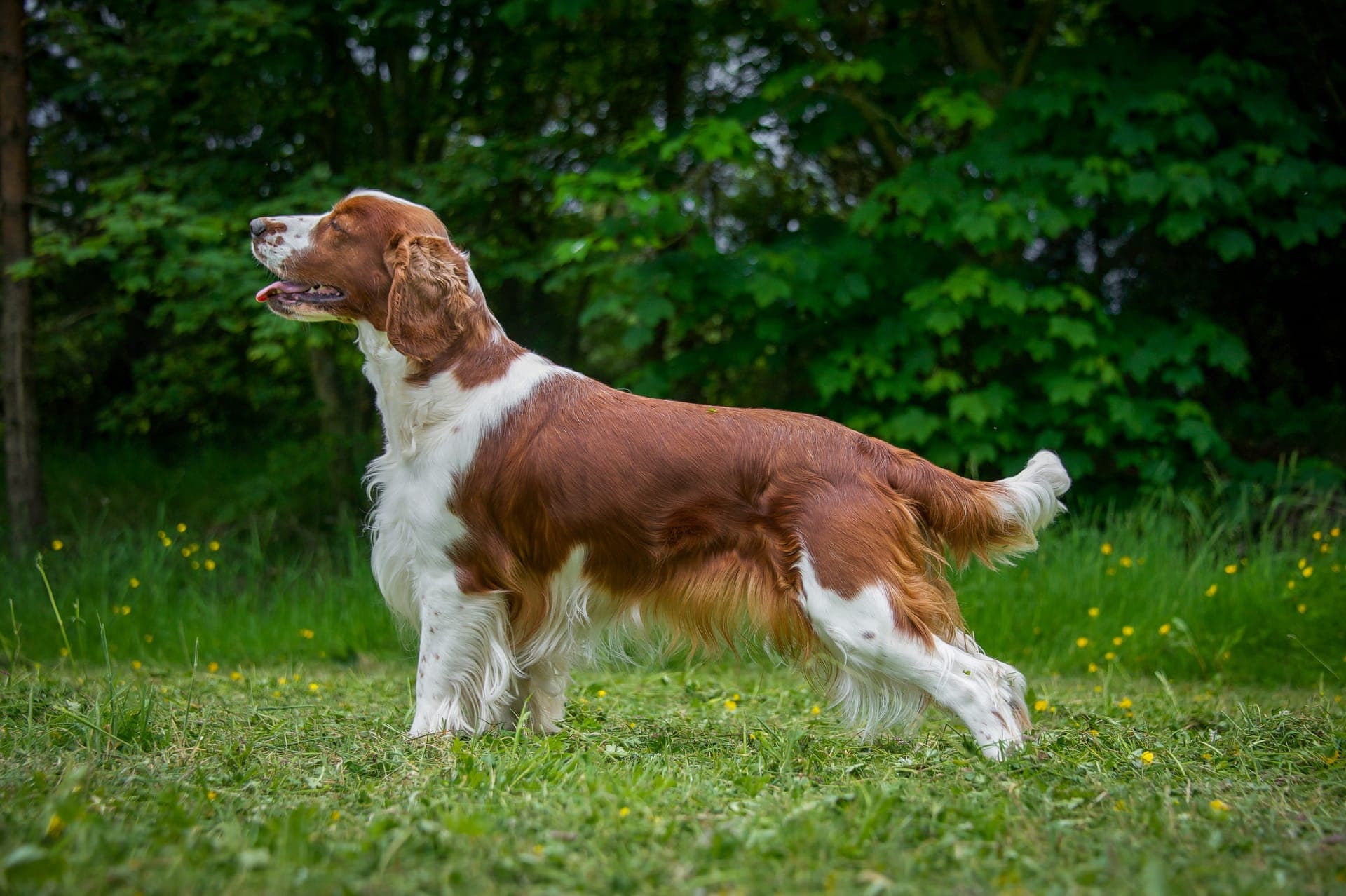 Welsh springer spaniel bilde