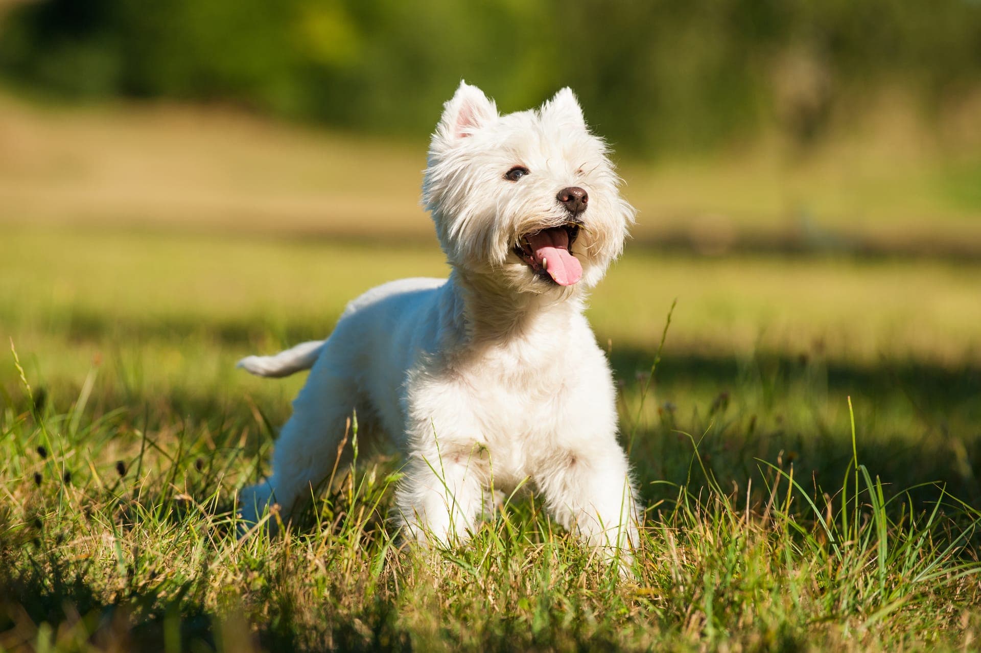 West highland white terrier bilde