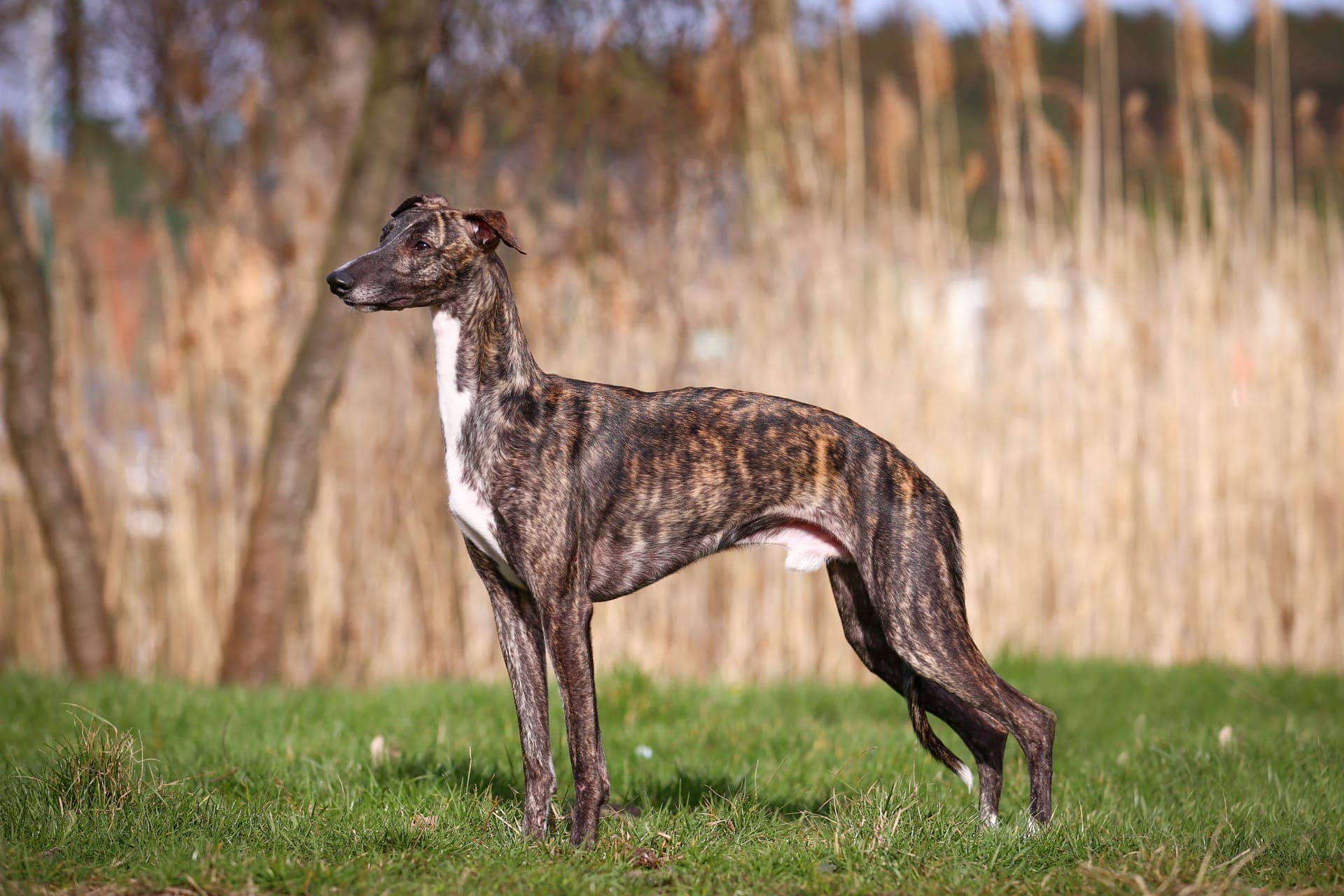 Whippet bilde