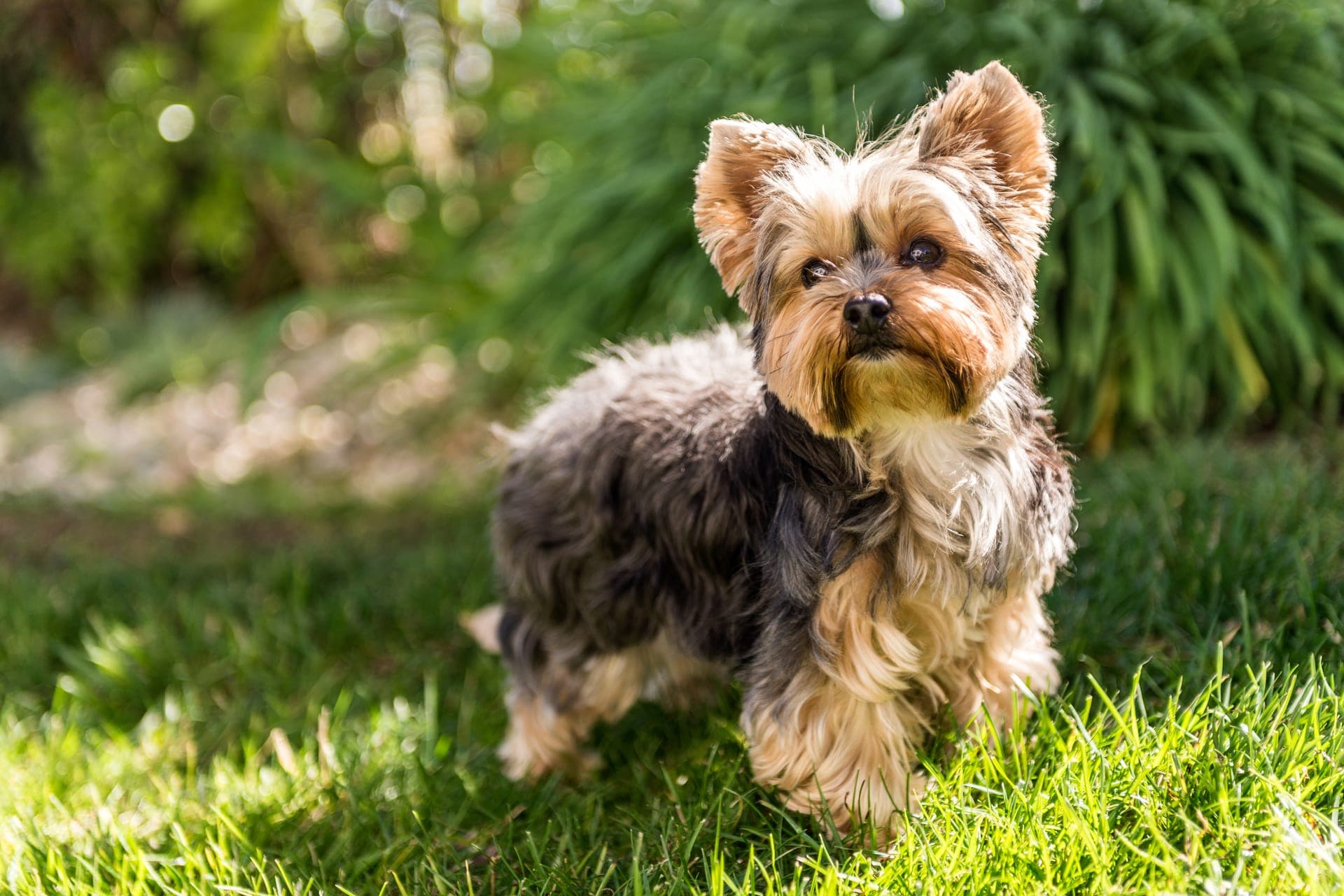 Yorkshire terrier bilde