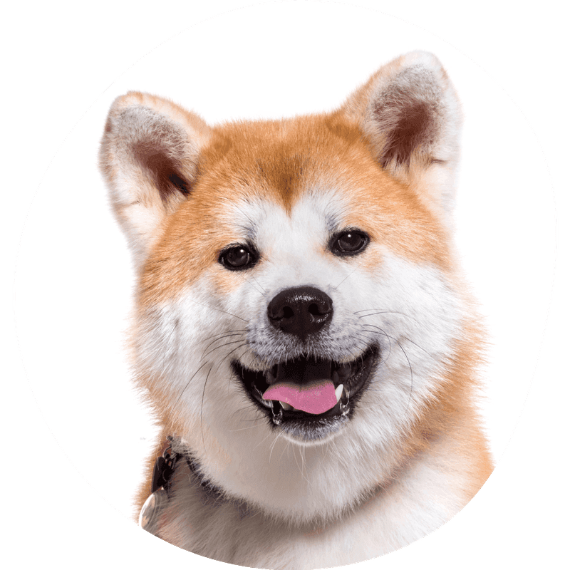 Akita