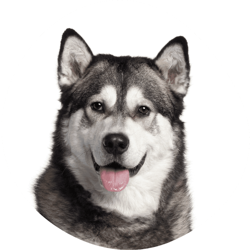 Alaskan malamute