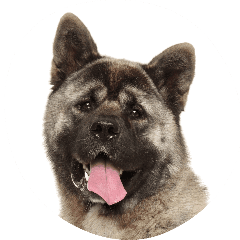 American akita