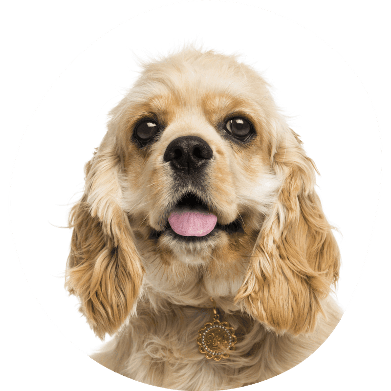 Amerikansk cocker spaniel