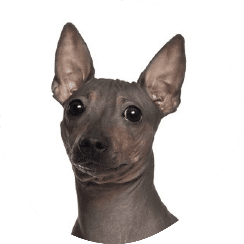 Amerikansk nakenterrier