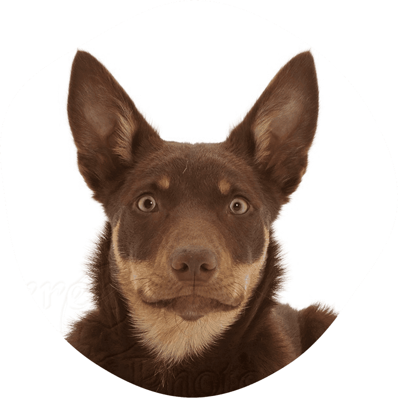 Australsk kelpie