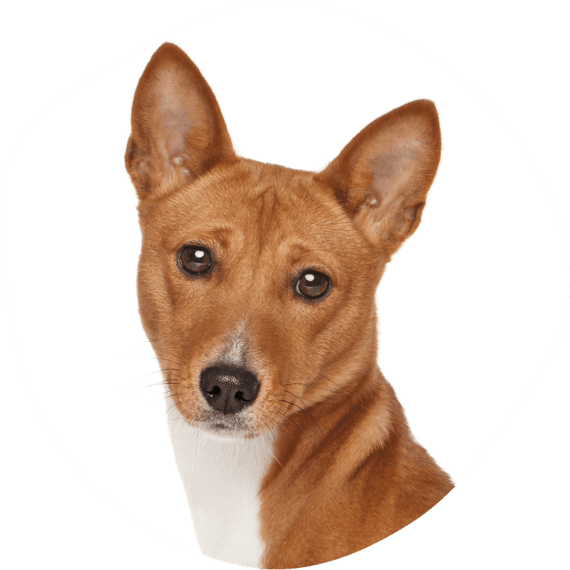 Basenji