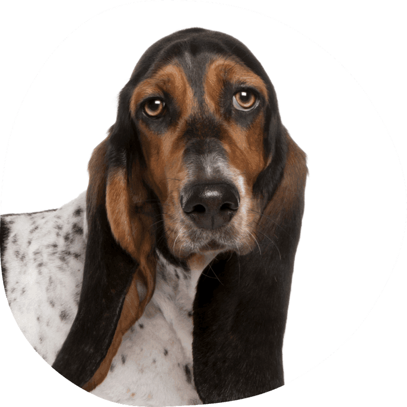 Basset artesien normand bilde