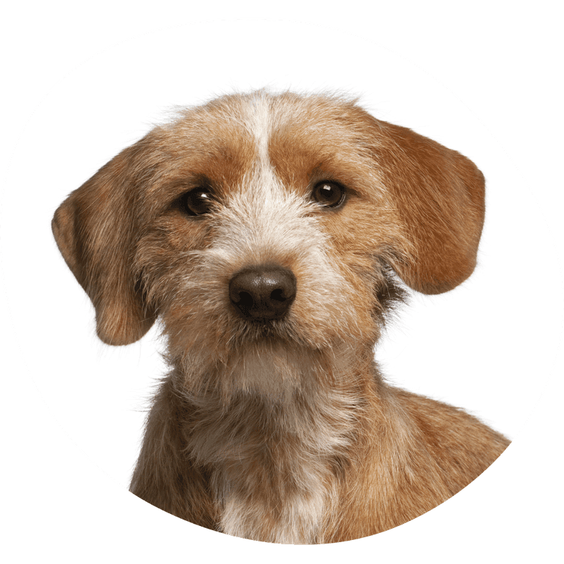 Basset fauve de bretagne