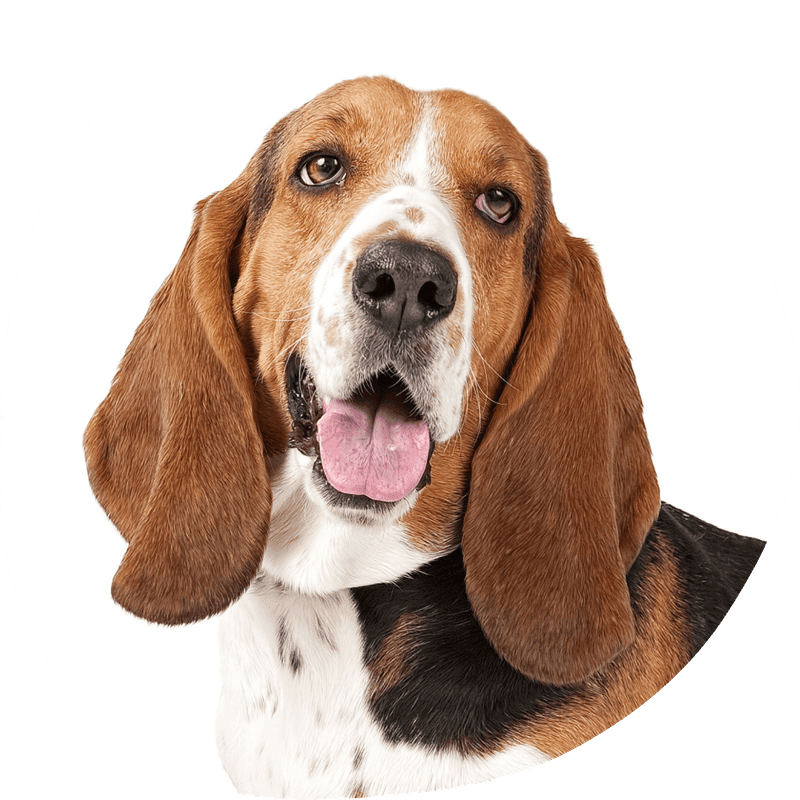Basset hound