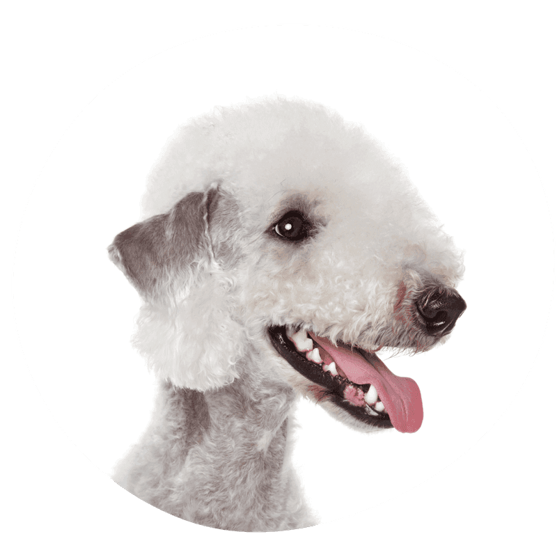 Bedlington terrier