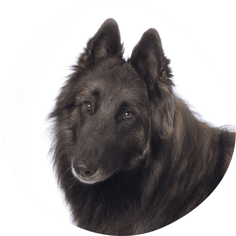 Belgisk fårehund, tervueren