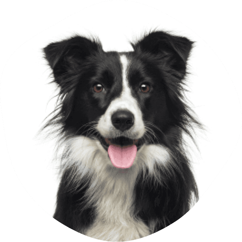 Border collie