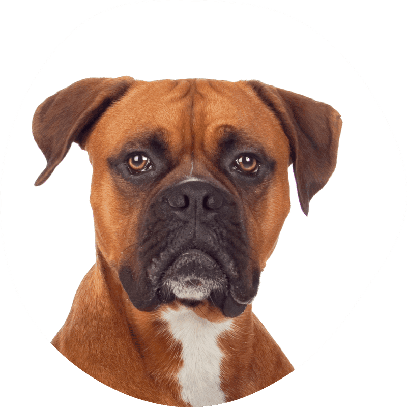 Boxer