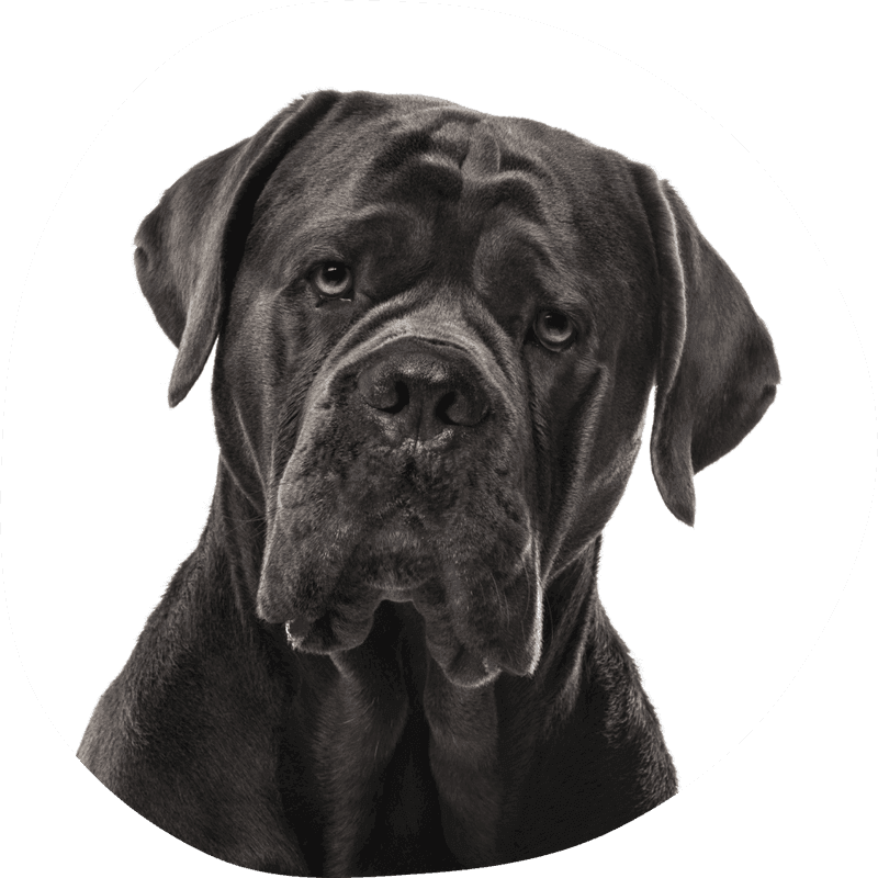 Cane corso