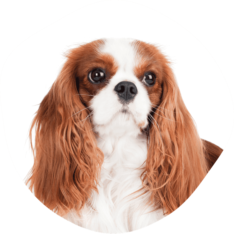 Cavalier king charles spaniel