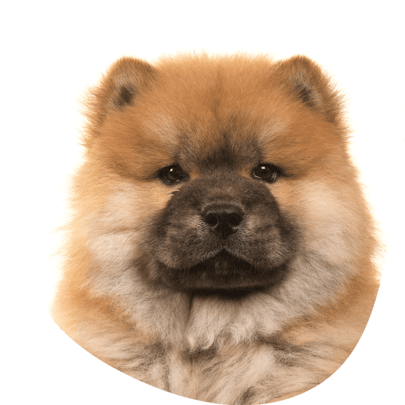 Chow chow