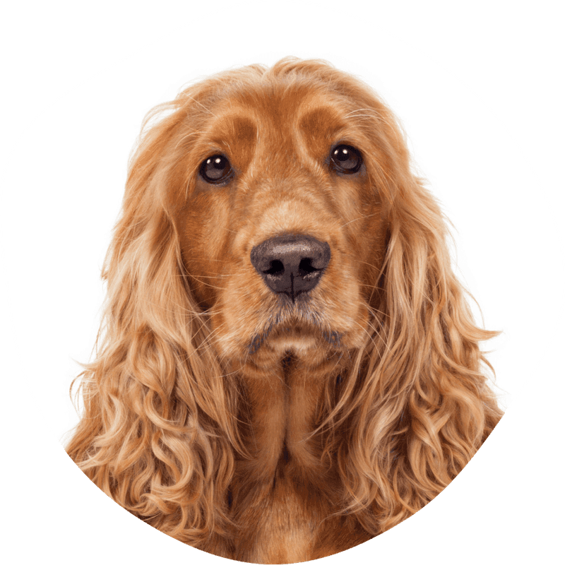 Cocker spaniel