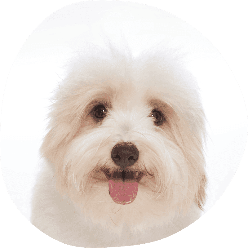 Coton de tulear