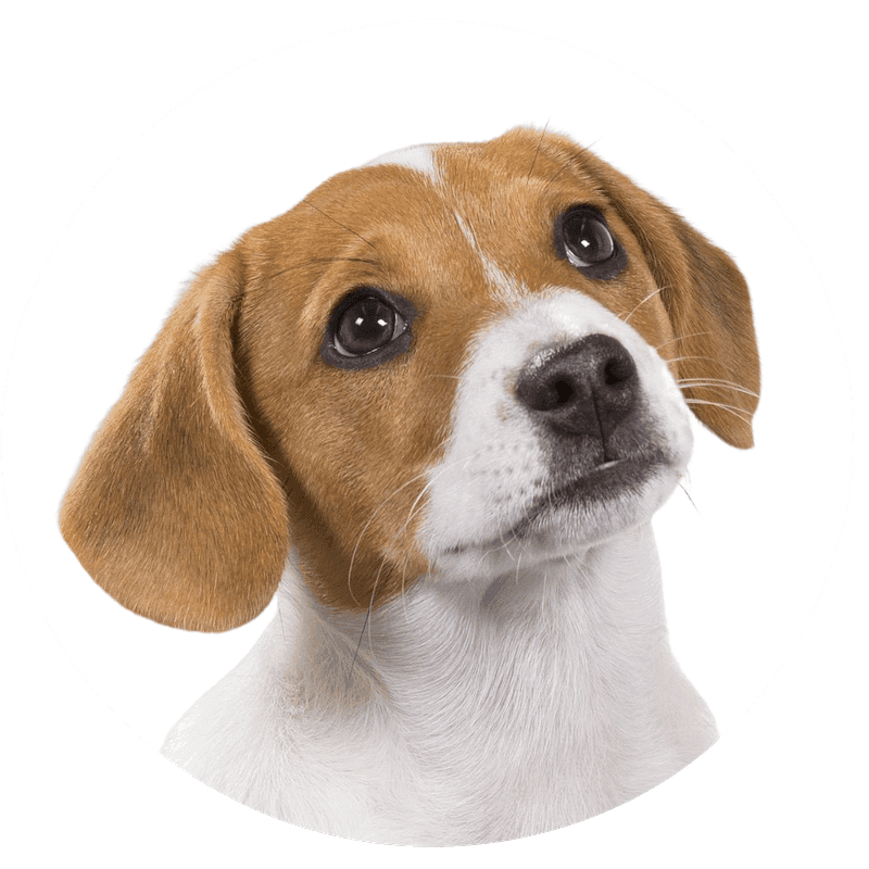 Dansk-svensk gårdshund