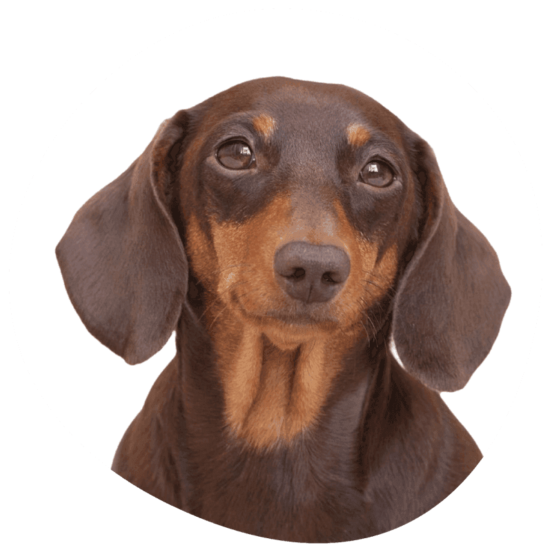 Dvergdachshund strihåret