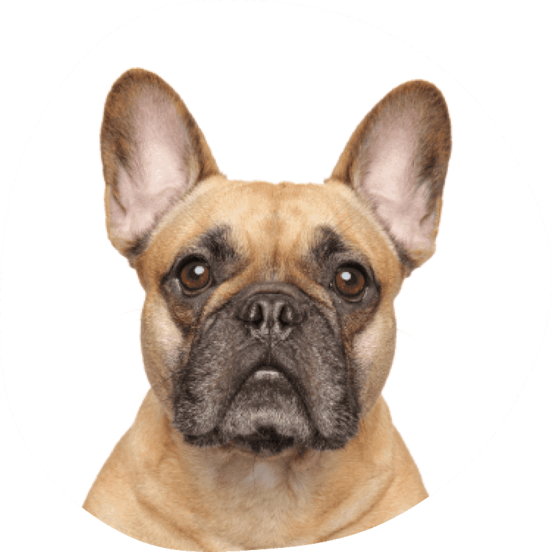 Fransk bulldog