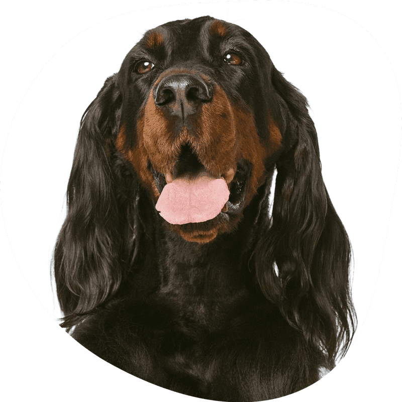 Gordon setter