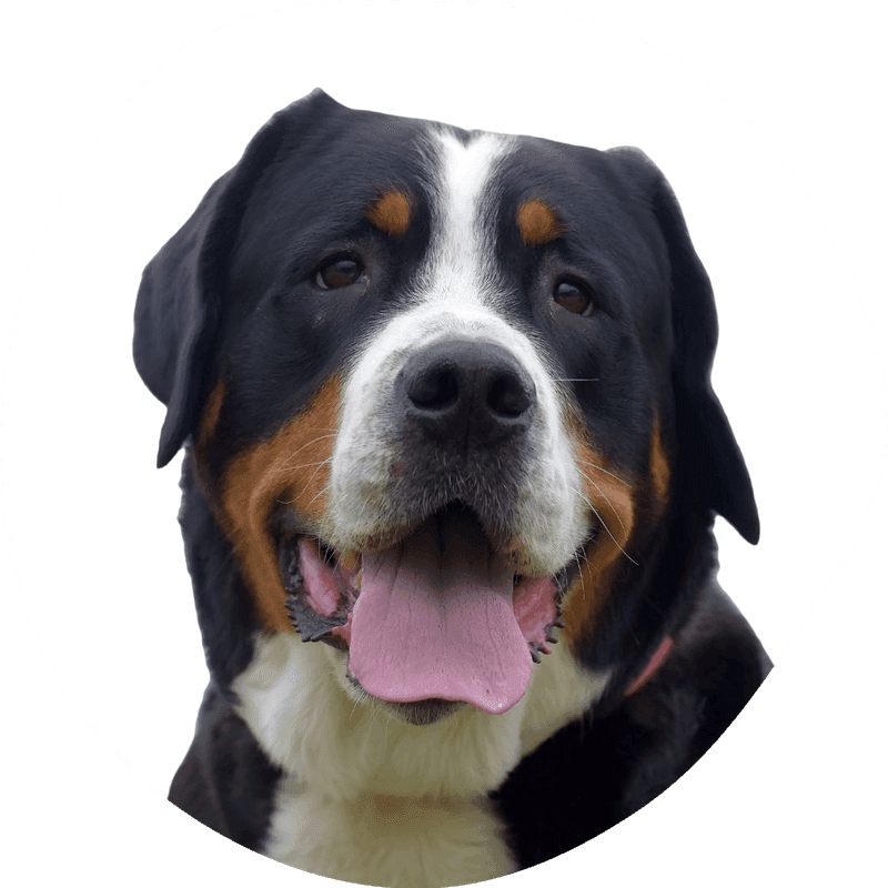 Grosser schweizer sennenhund