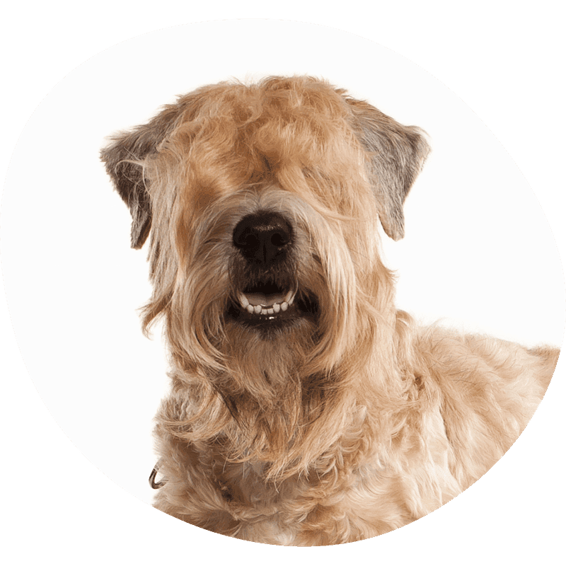 Irish softcoated wheaten terrier