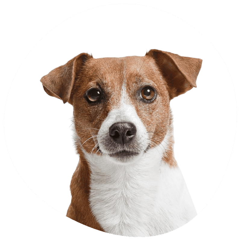Jack russell terrier bilde