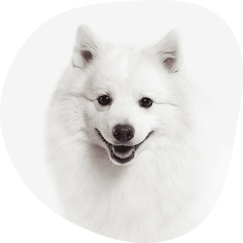 Japansk spisshund bilde