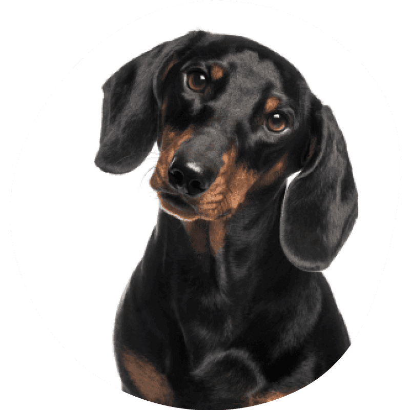 Kanindachshund strihåret