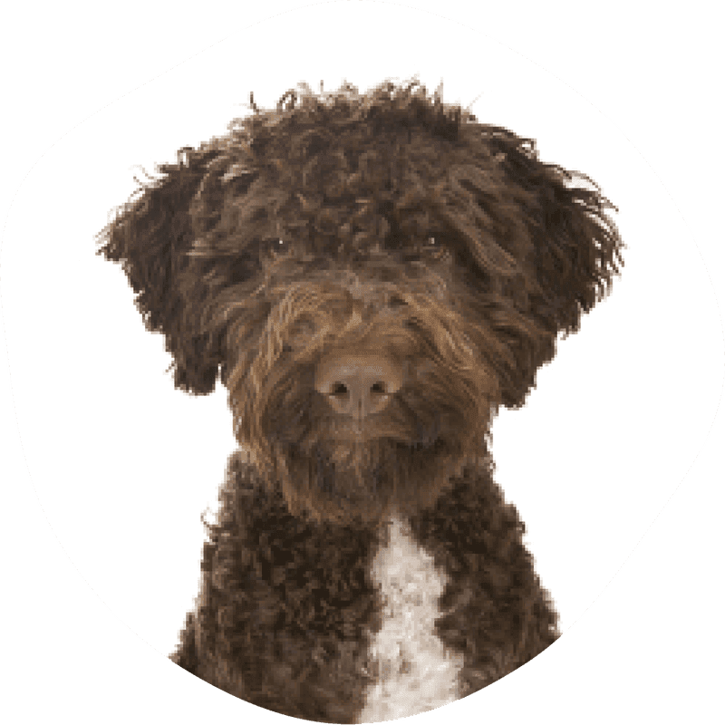 Lagotto romagnolo bilde