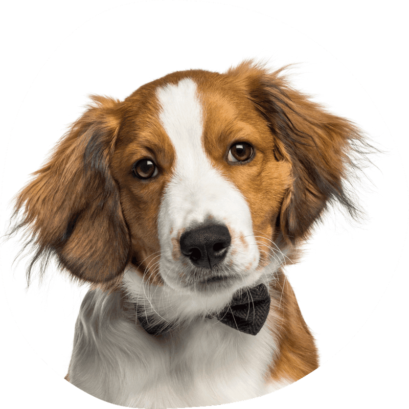 Nederlanske kooikerhondje bilde