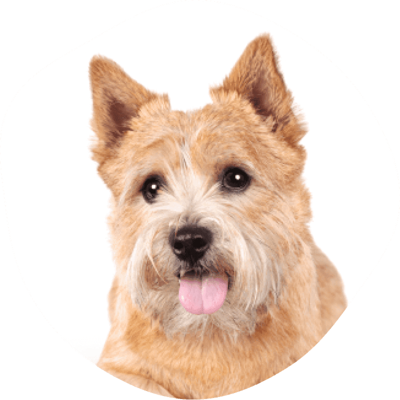 Norwich terrier