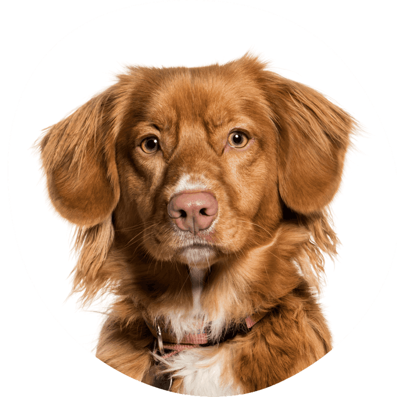 Nova scotia duck tolling retriever