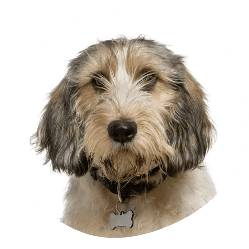 Petit basset griffon vendeen