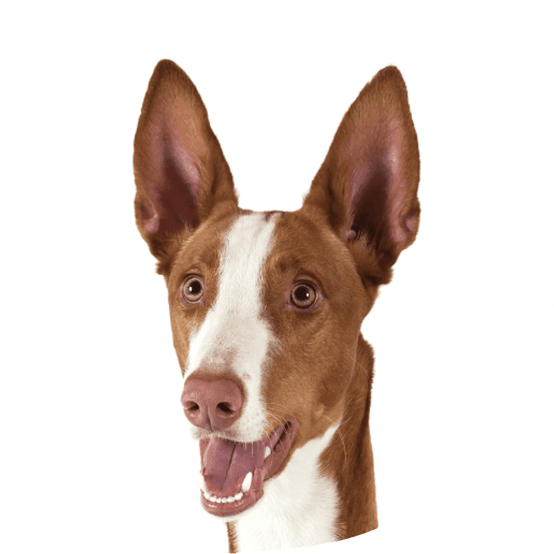 Podenco ibicenco glatthår