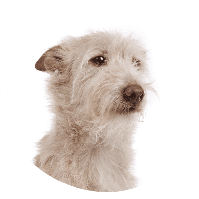 Podengo portugues liten glatthåret