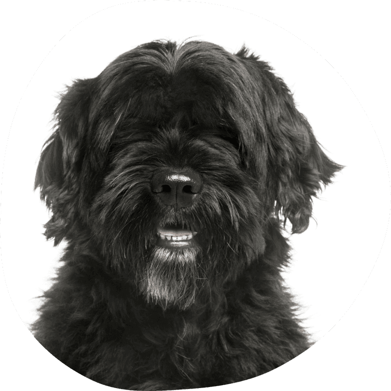 Portugisisk vannhund